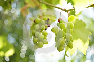 Vines of green ripening grapes growing in a summer garden