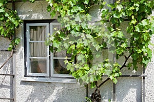 Vines grow around a window on a stone building.