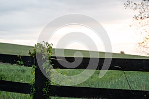 Vines Grow on Black Horse Fence