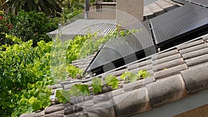 Vines are growing across solar panels on the roof of a home, about to block the light.