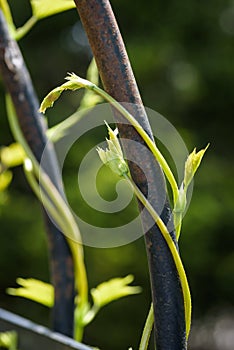 Vines growing on garden arbor in spring