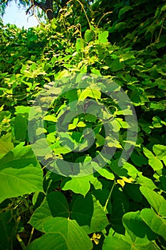 Vines growing on hillside