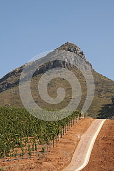 Vines growing in red soil Western Cape S Africa photo