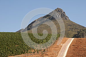 Vines growing on red soil in the Western Cape S Africa photo