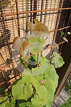 Vines growing on rusty frame