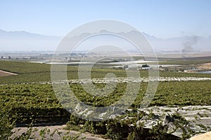 Vines growing under plastic sheeting in the Swartland region of South Africa