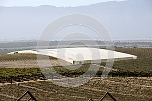 Vines growing under plastic sheeting in the Swartland region of South Africa