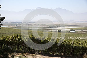 Vines growing under plastic sheeting in the Swartland region of South Africa photo