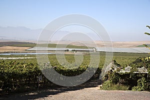 Vines growing under plastic sheeting in the Swartland region of South Africa photo