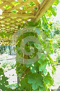 Vines growing up a garden trellis