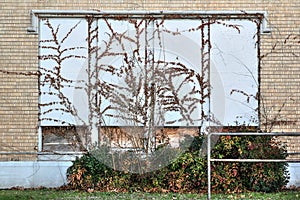 Vines growing on window barricades of boarded windows