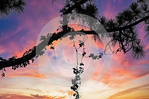 Vines hanging on branches against a sunset sky