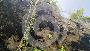 Vines hanging from a cliff next to a cave in Loiza, Puerto Rico during the day.