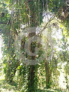 Vines hanging from a jungle tree