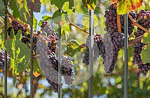 Vines for harvesting, grapes for wine