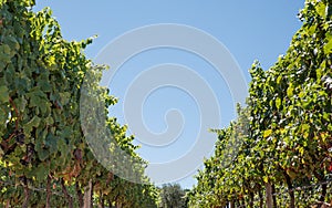 Vines for harvesting, grapes for wine