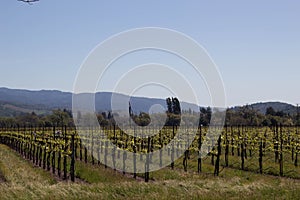 Vines and Hills