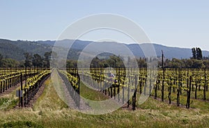 Vines and Hills