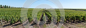 Vines Landscape in Chateau Margaux in mÃ©doc Bordeaux France in banner web header template