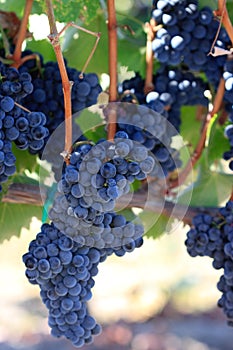 Vines loaded with syrah grapes