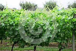 Vines, Lujan de Cuyo, Mendoza