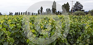 Vines, Lujan de Cuyo, Mendoza