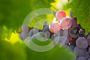 Vines with Lush, Ripe Wine Grapes Ready to Pick