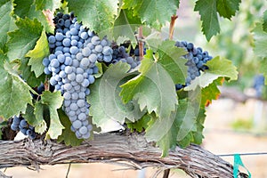 Vines with Lush, Ripe Wine Grapes on the Vine Ready for Harvest