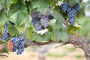 Vines with Lush, Ripe Wine Grapes on the Vine Ready for Harvest