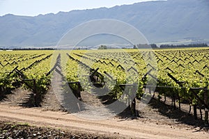 Vines and mountains in South African Bergrivier region