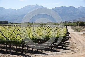 Vines and mountains in South African Bergrivier region