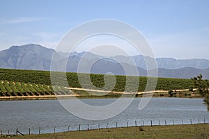 Vines and mountains in the Western Cape S Africa photo