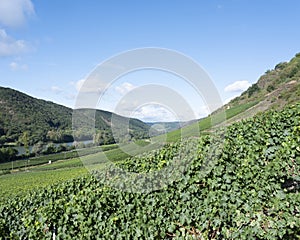 Vines near Cochem and Pommern and river mosel in german eifel