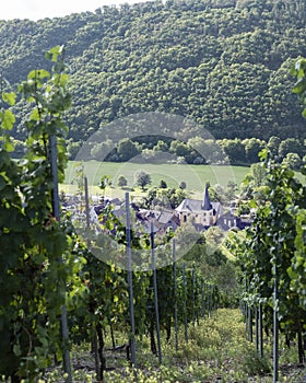 Vines near village of Pommern and river mosel in german eifel