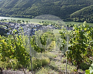 Vines near village of Pommern and river mosel in german eifel