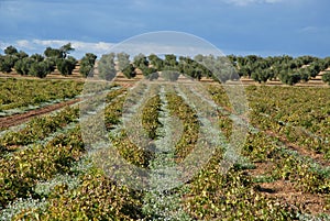 Vines & Olives, Spain photo