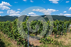 Vines in the Palatinate / Germany