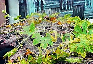 Vines `Pare` on top of woven bamboo photo