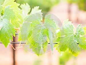 Vines after rain in a vineyard in Alentejo wine region, Portugal