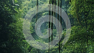 vines in the rainforest against the backdrop of a waterfall