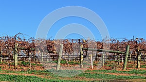 Dormant grape vines in the winter months photo