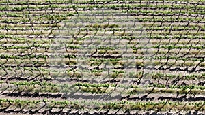 Vines shot in flight with drone cultivation of lambrusco