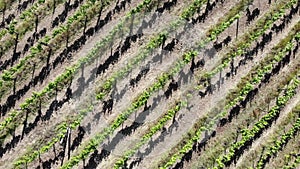 Vines shot in flight with drone cultivation of lambrusco