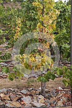 Vines of sort `Kralovna Vinic` ripe white - yellow grape berries