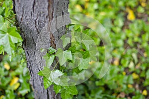 Vines up a tree