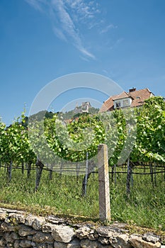 Vines in the village Duernstein in the landscape Wachau in Austria