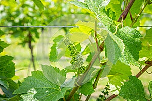 Vines in a Vineyard