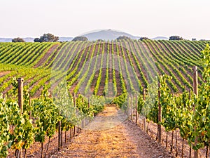 Vines in a vineyard in Alentejo region, Portugal, at sunset