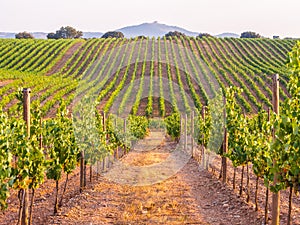 Vines in a vineyard in Alentejo region, Portugal, at sunset