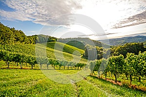 Vines in a vineyard in autumn - Wine grapes before harvest